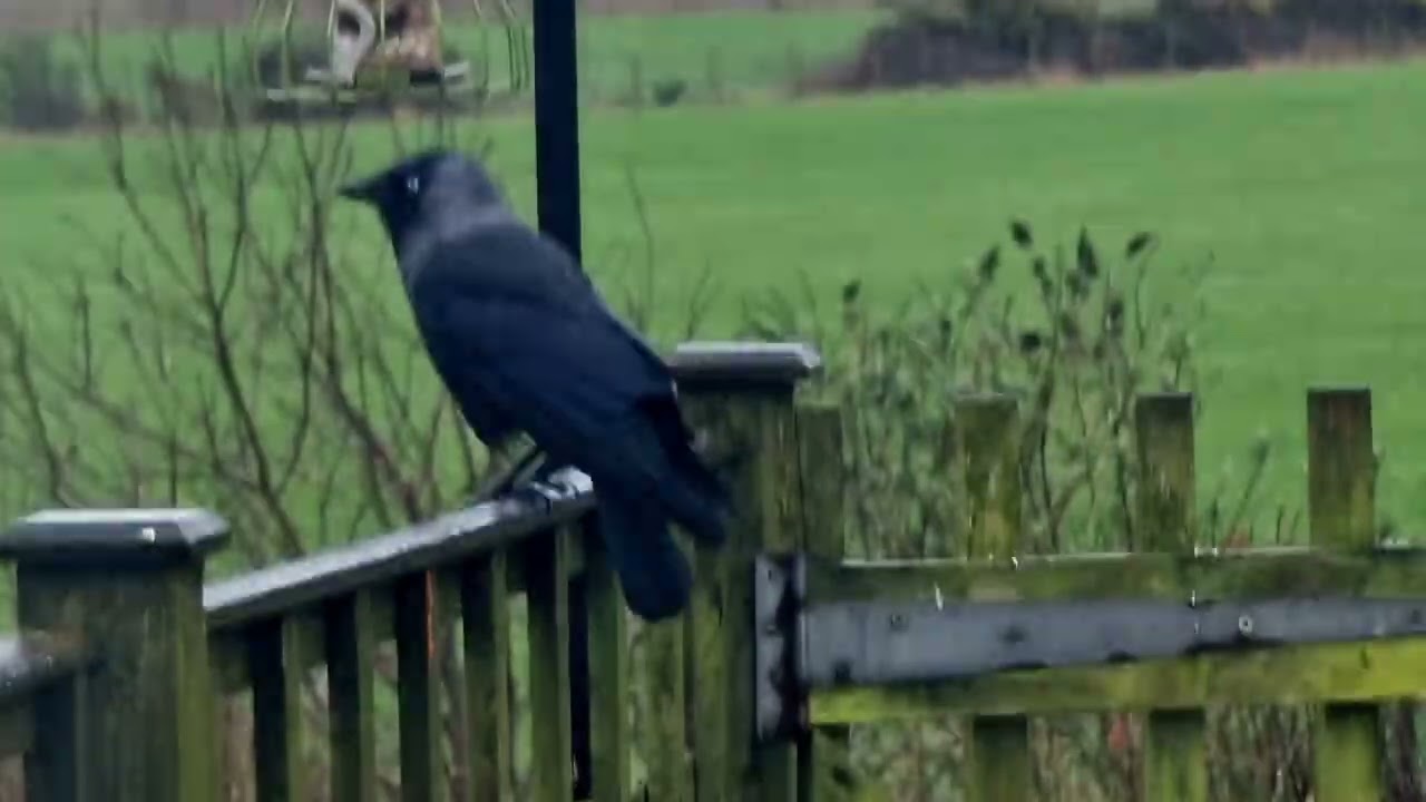 ##birds #birdfeeder #birdwatching 