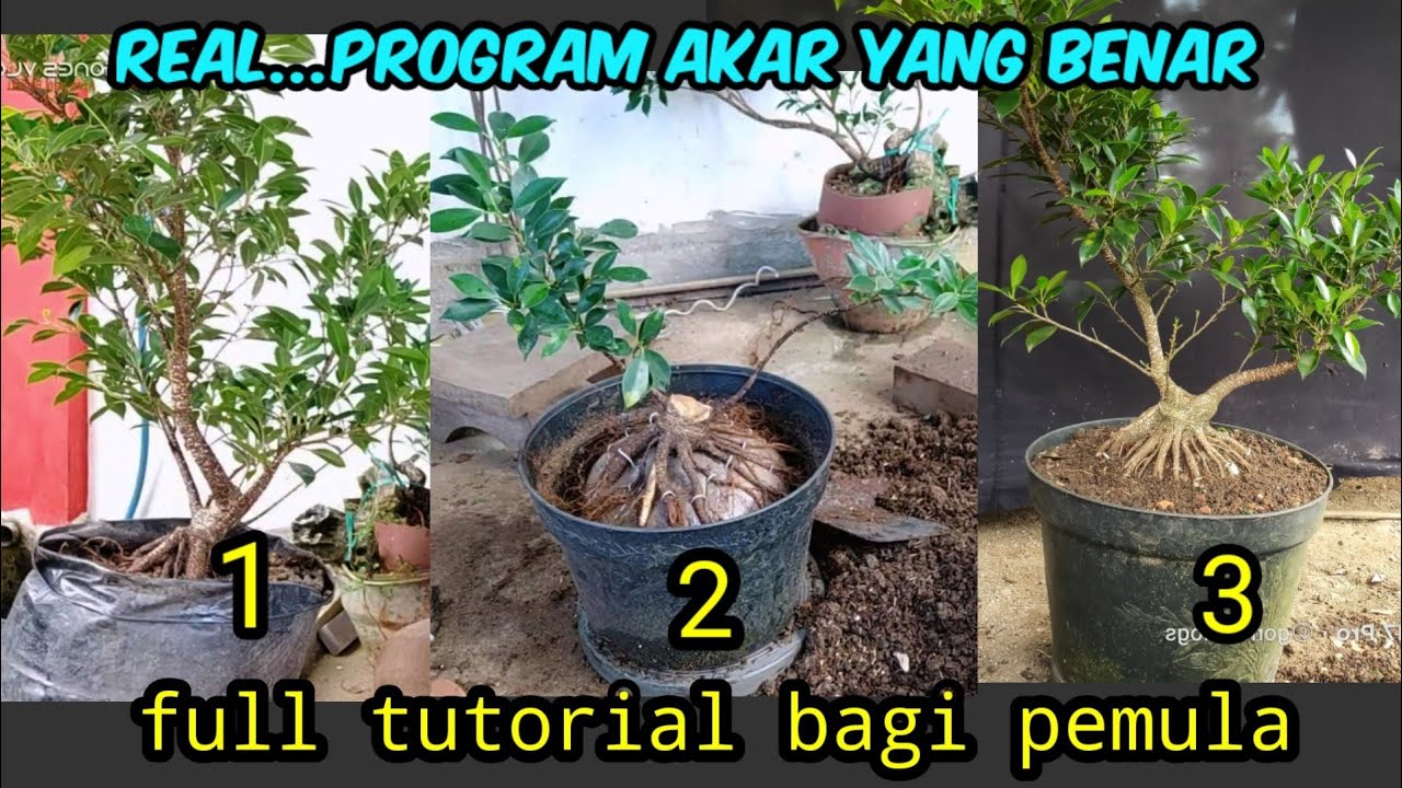 cara program akar bonsai kimeng bagi pemula.@gonesbonsai57