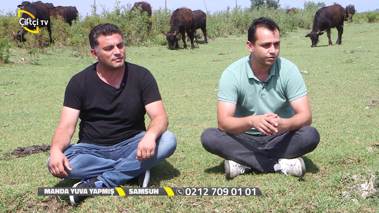 Manda Yuva Yapmış - Samsun - Geçmişten Günümüze Manda Yetiştiriciliği