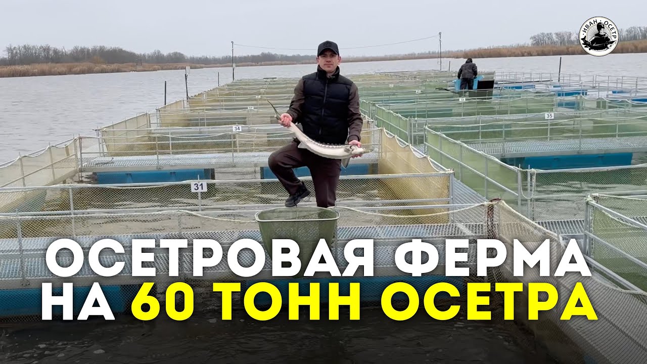 Осетровая ферма на 60 тонн осетра. Проект компании «Иван Осетр»