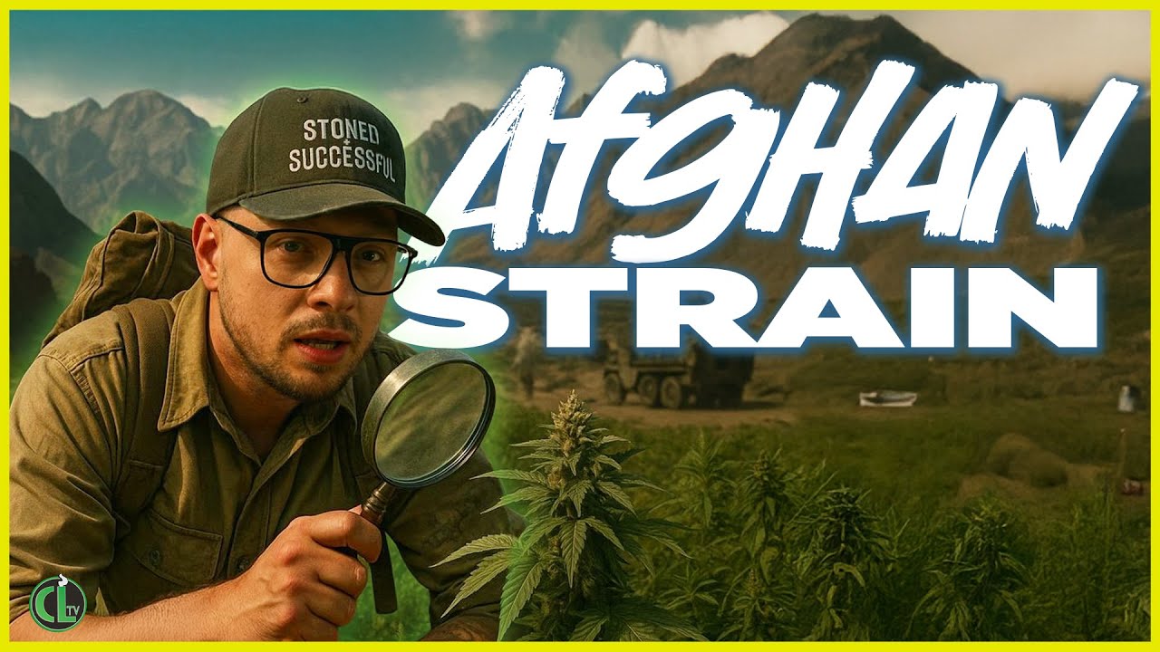 The History of Afghan Strains (SHORT DOCUMENTARY)