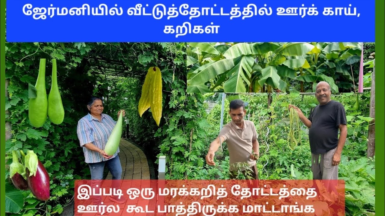 ஜேர்மனியில் வீட்டுத்தோட்டத்தில் ஊர்க் காய்கறிகள் | எல்லாக் கன்றுகளும் இங்கு வாங்கலாம்