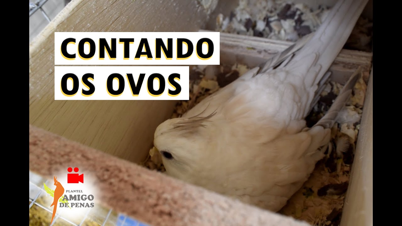 Quantos ovos tem na segunda temporada de reprodução de 2020?