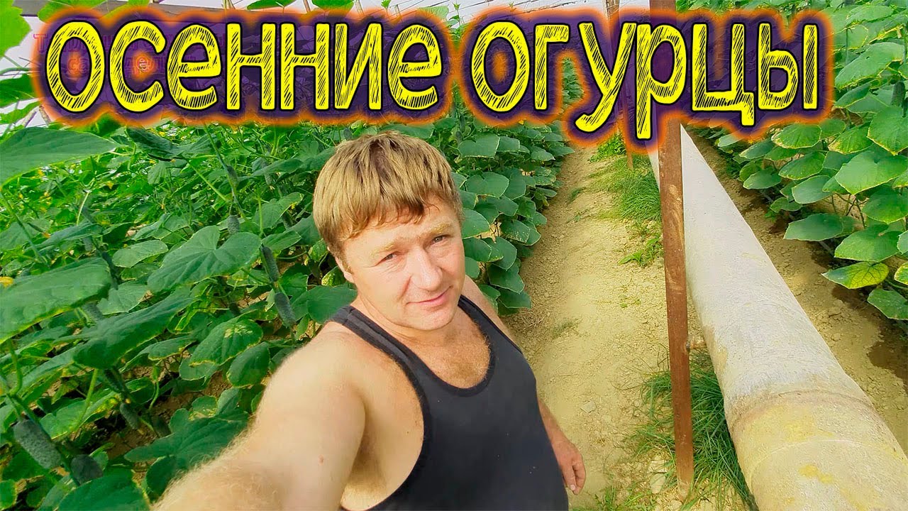 Осенние огурцы в большой теплице. Второй оборот. Миниобзор