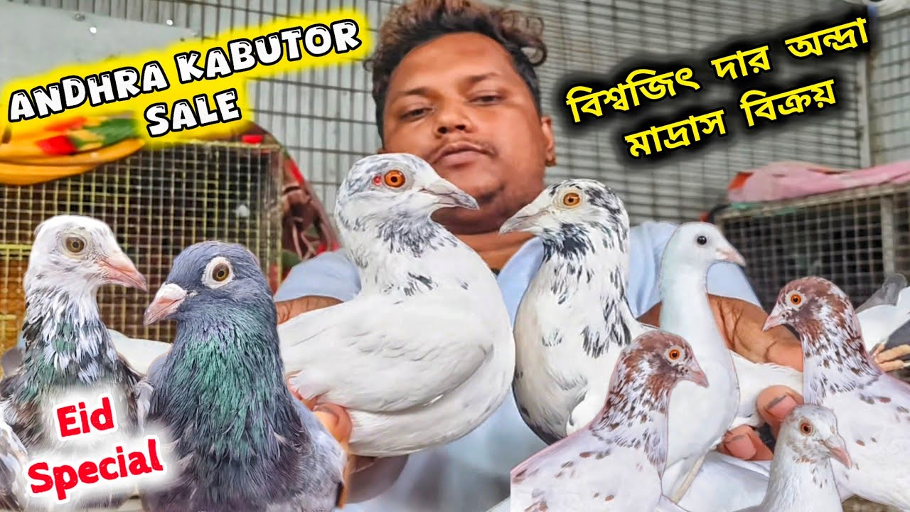 বিশ্বজিৎ দার অন্দ্রা কালশিরা লালশিরা কবুতর বিক্রয়। ANDHRA MADRASI KABUTOR SALE। @pigeonsloverrj9600 