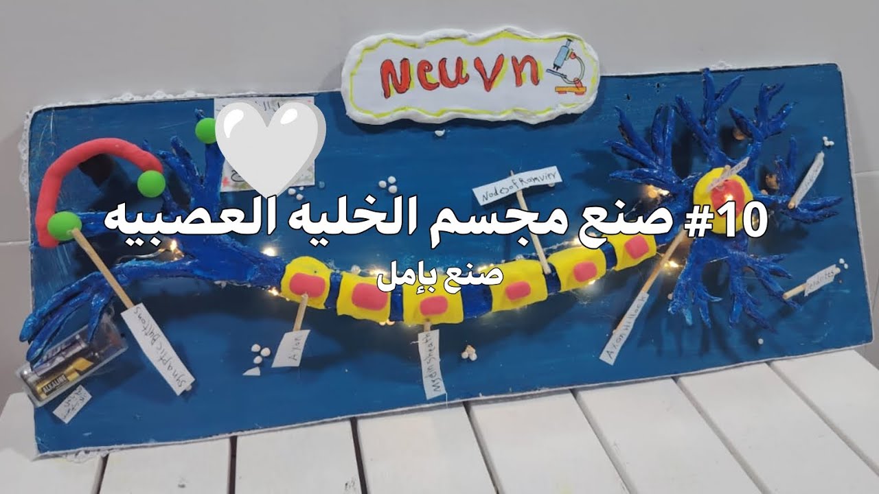#11 صنع مجسم الخليه العصبيه 🌷