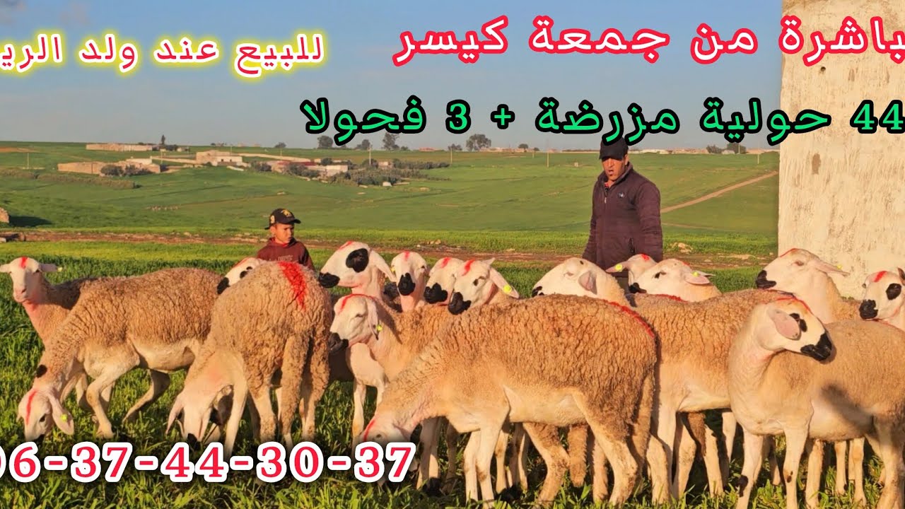  44 حولية مليحة بجميع الموصفات و 3 لفحولا للبيع عند ولد الريس 06.37.44.30.37