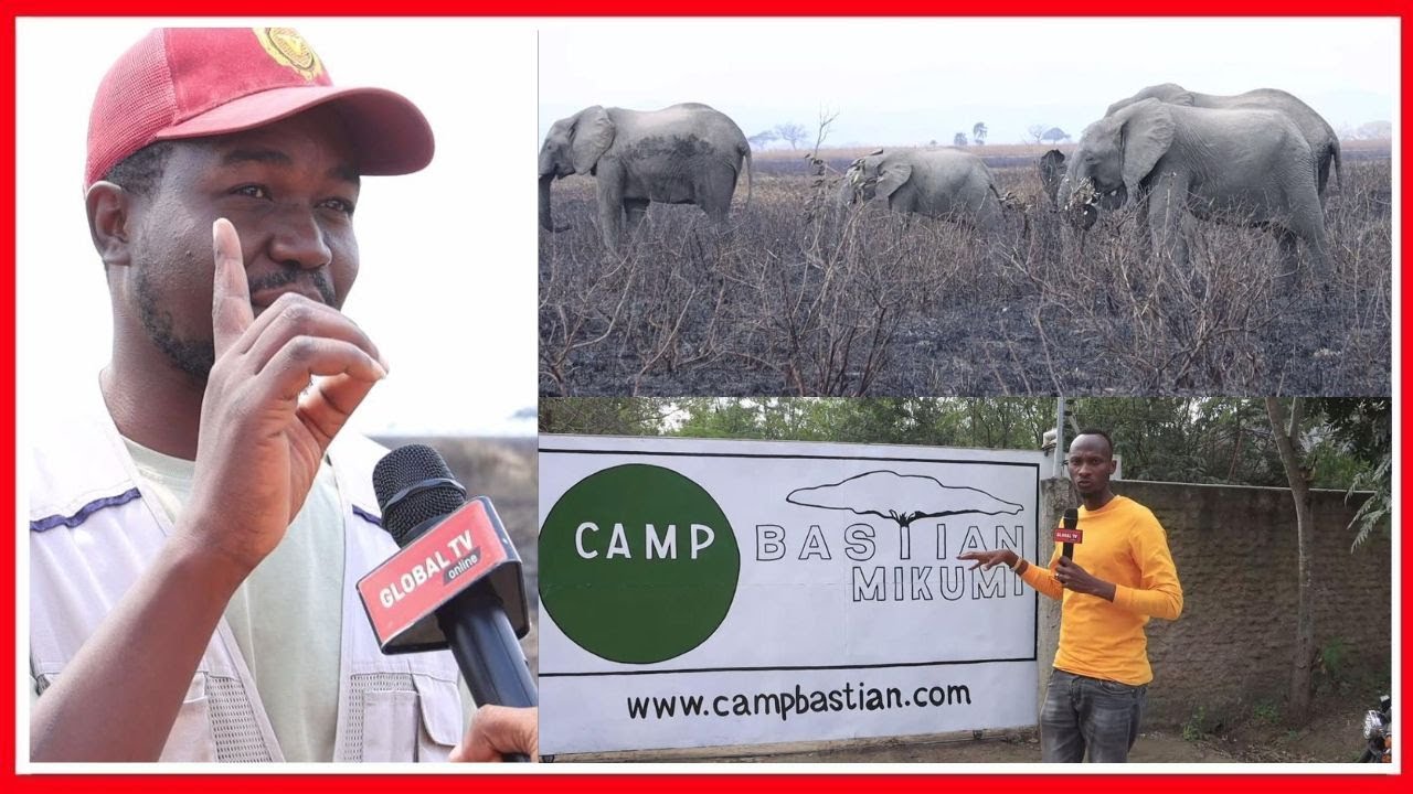 NDANI ya HIFADHI ya MIKUMI: KUMBE KUNA TEMBO WAPOLE na WENYE HASIRA - CAMP BASTIAN WAWAKOSHA WENGI..