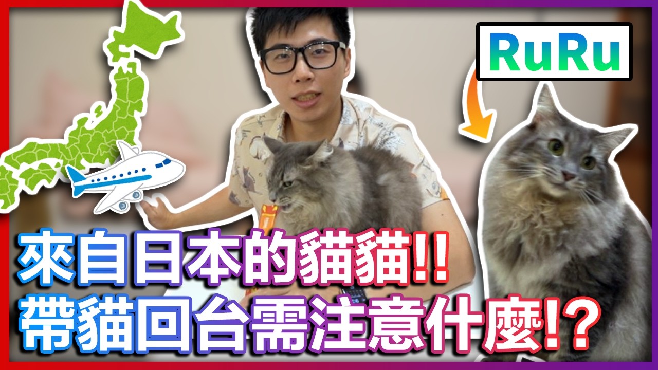 【菜喳】我從日本帶一隻挪威森林貓回來了!!
