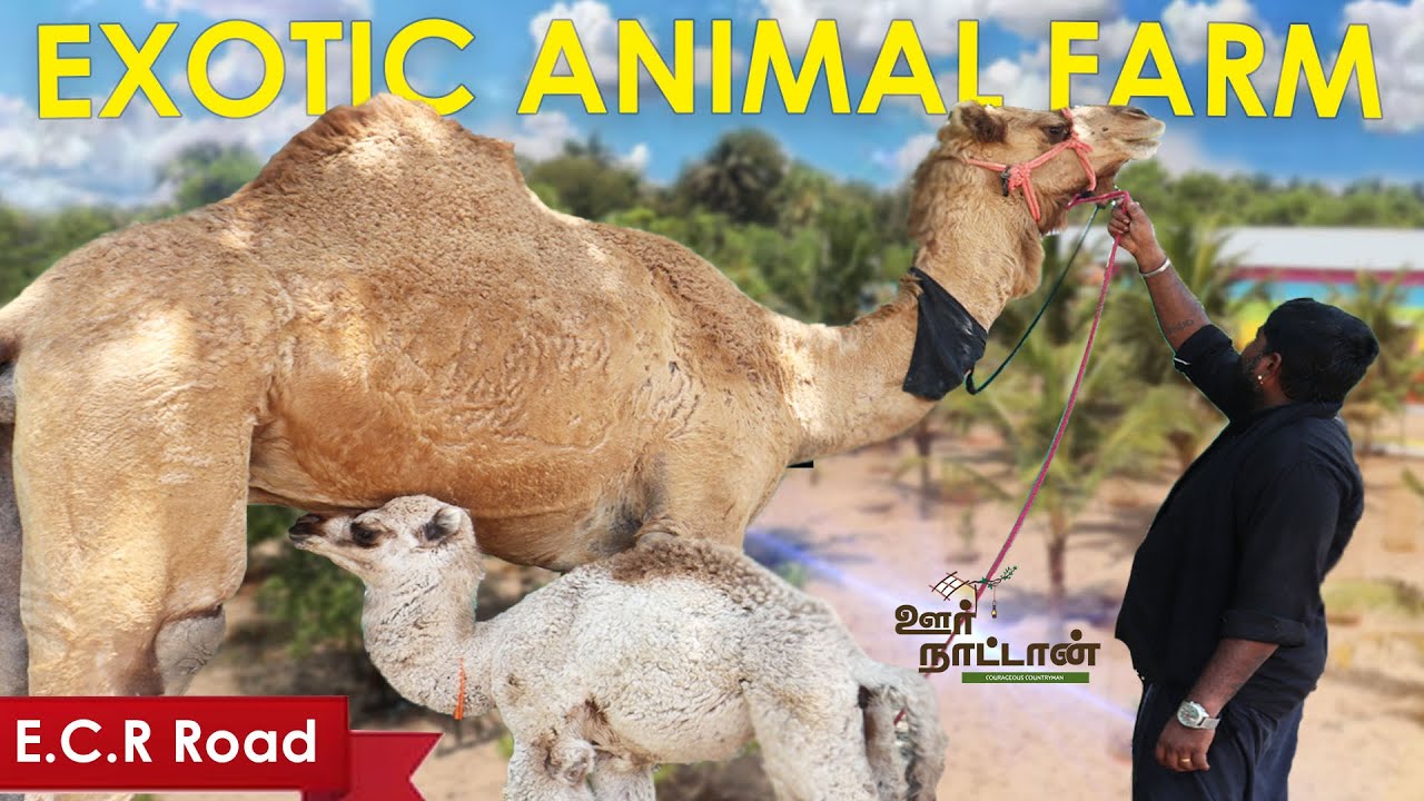 செல்லப்பிராணிகளின் சமுதாய பண்ணை | Animal Hobbyist does Cattle Rearing | Oor Naattan