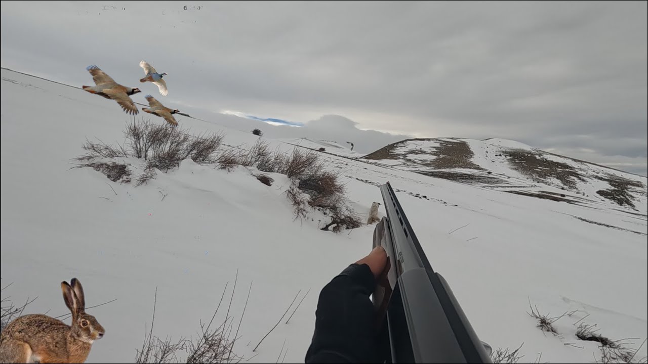 FIRTINADA TAVŞAN KEKLİK AVI S&Uuml;PER POZİSYONLR #hunting #avcılar #doğa #partridgehunt #natural #rabbit