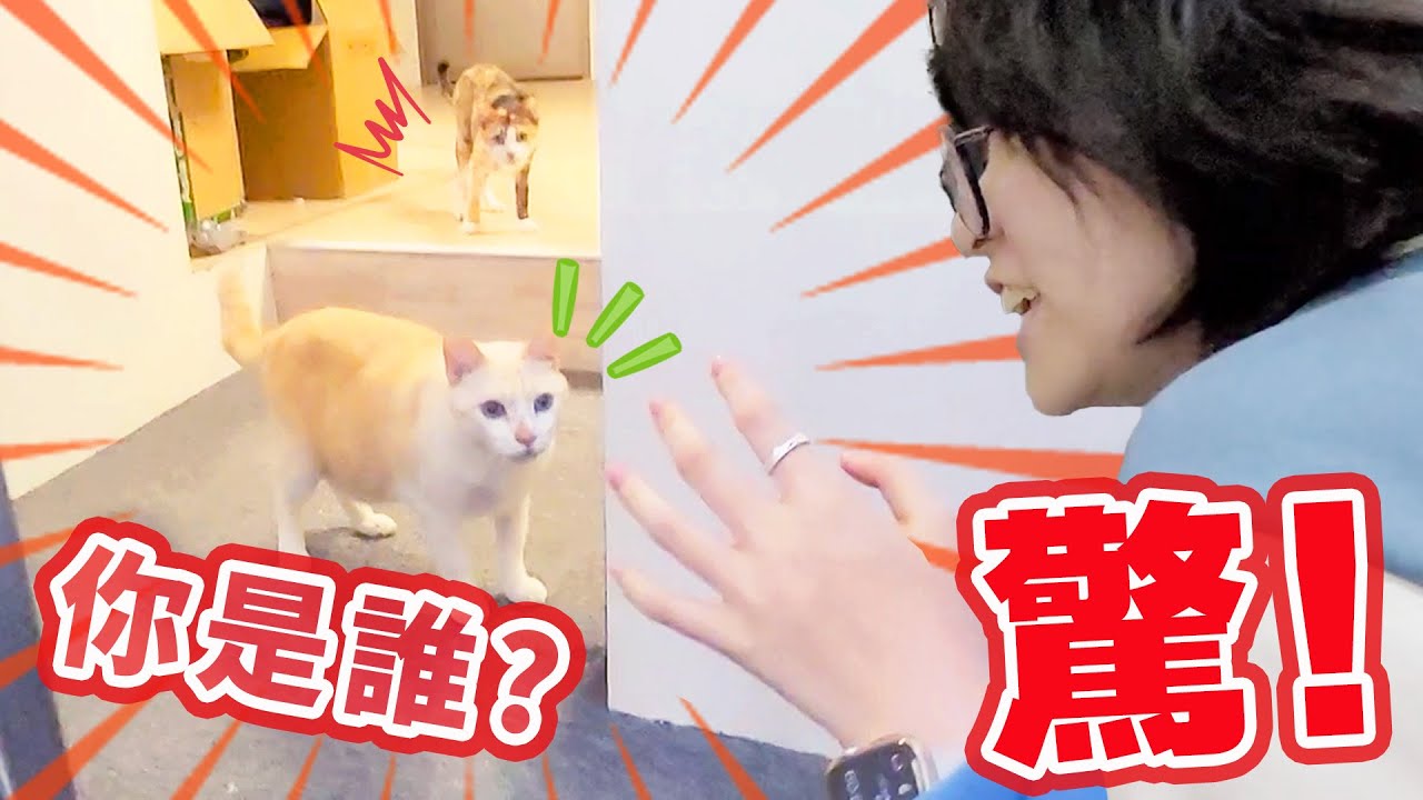 【留學Vlog】半年沒回台灣 貓咪不認得我了...日常 寵物 回國 驚喜 留學生 旅居日本[NyoNyoTV妞妞TV]