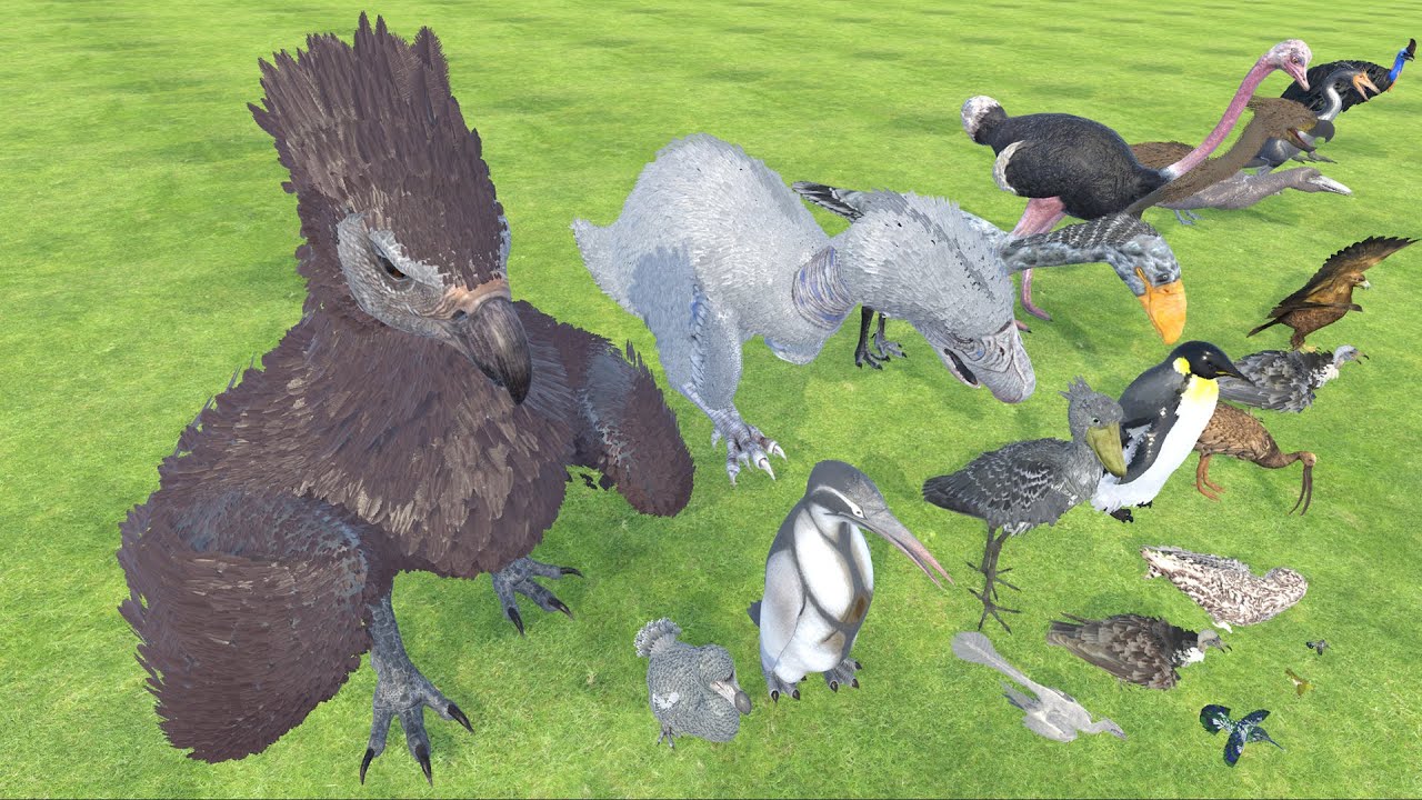 Bird Body Length Comparison 3D Animation - Argentavis magnificens Vs Ostrich - Real Biggest Bird