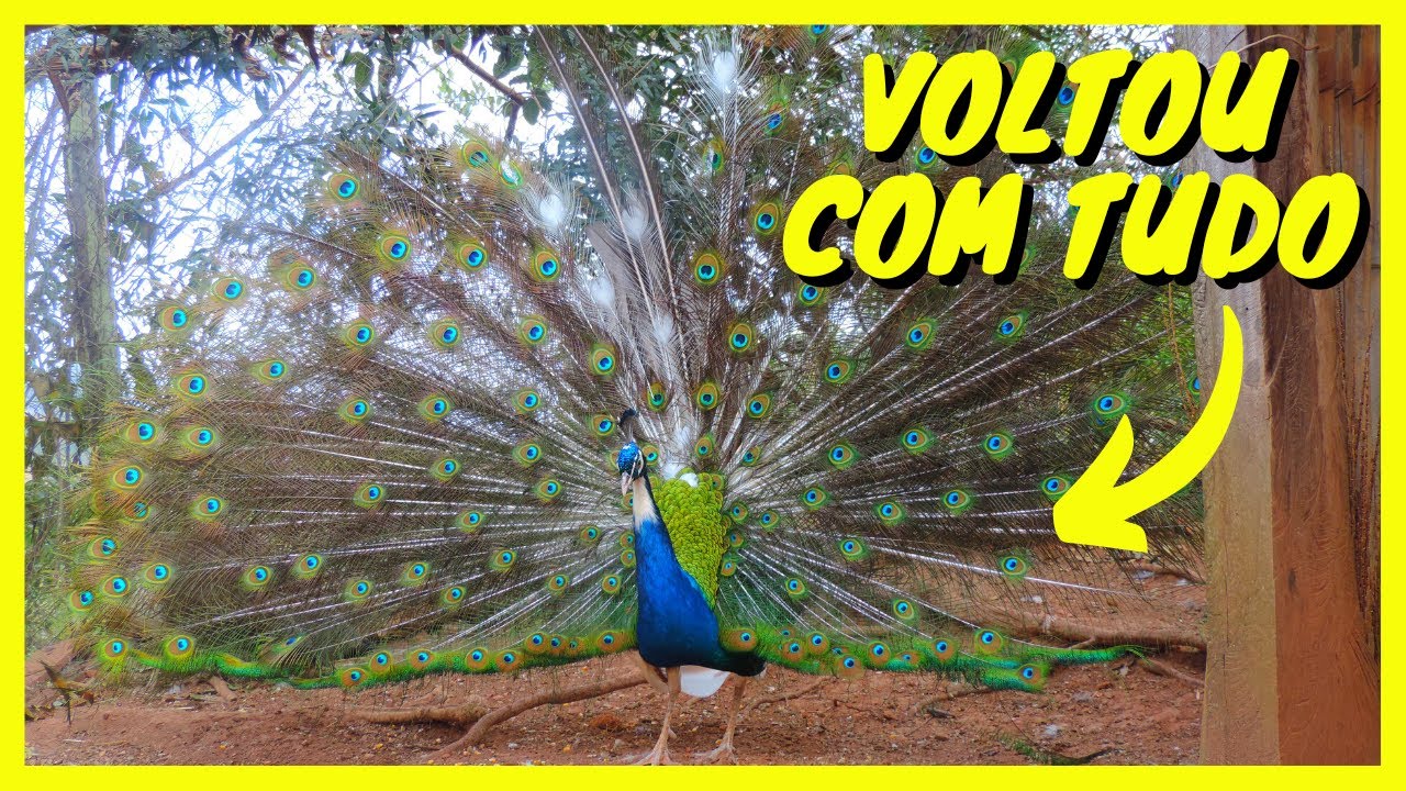Pavão Arlequim Fazendo a Côrte | Gutejando