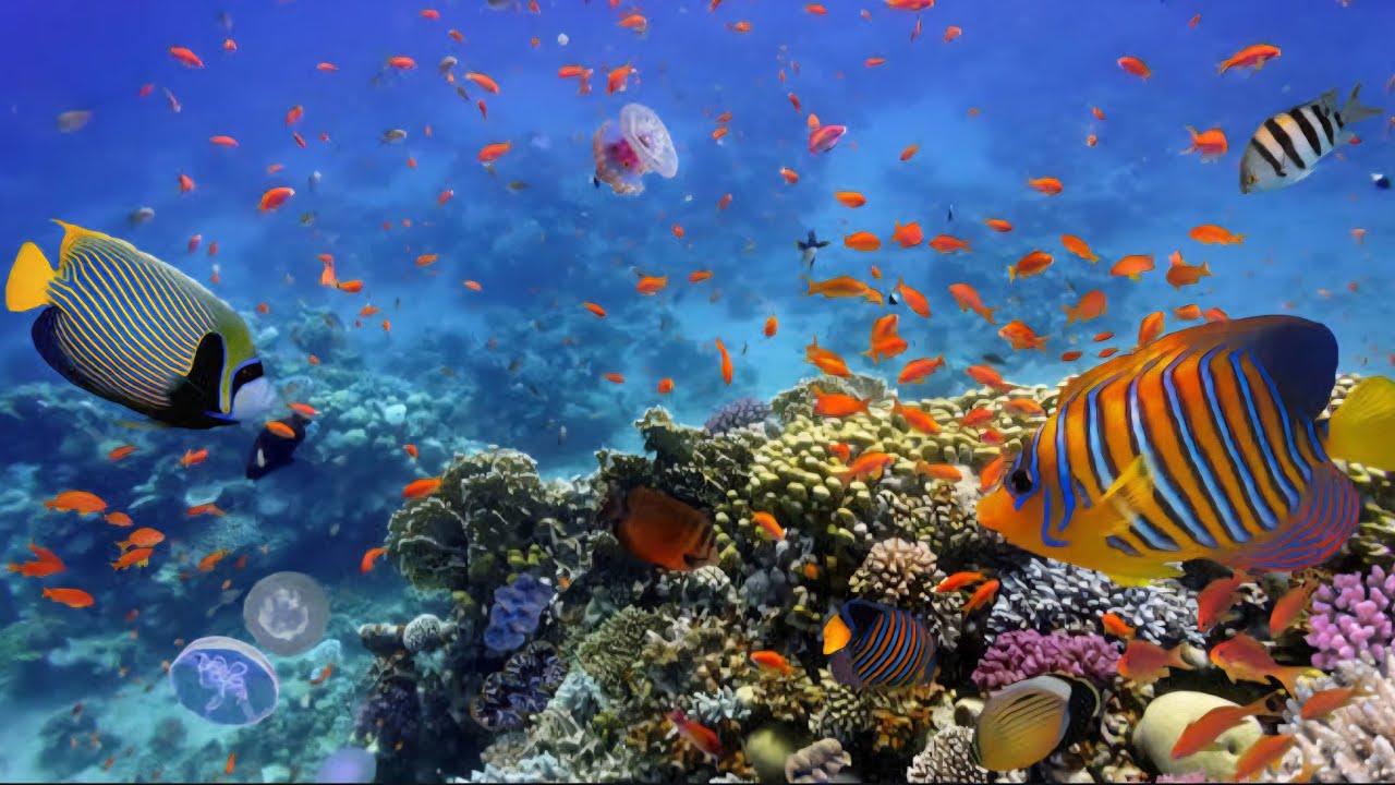 najpiękniejsze ryby i rafy koralowe Morza Czerwonego-relaks- Amphoras Blu  CORAL REEFS RED SEA EGYPT