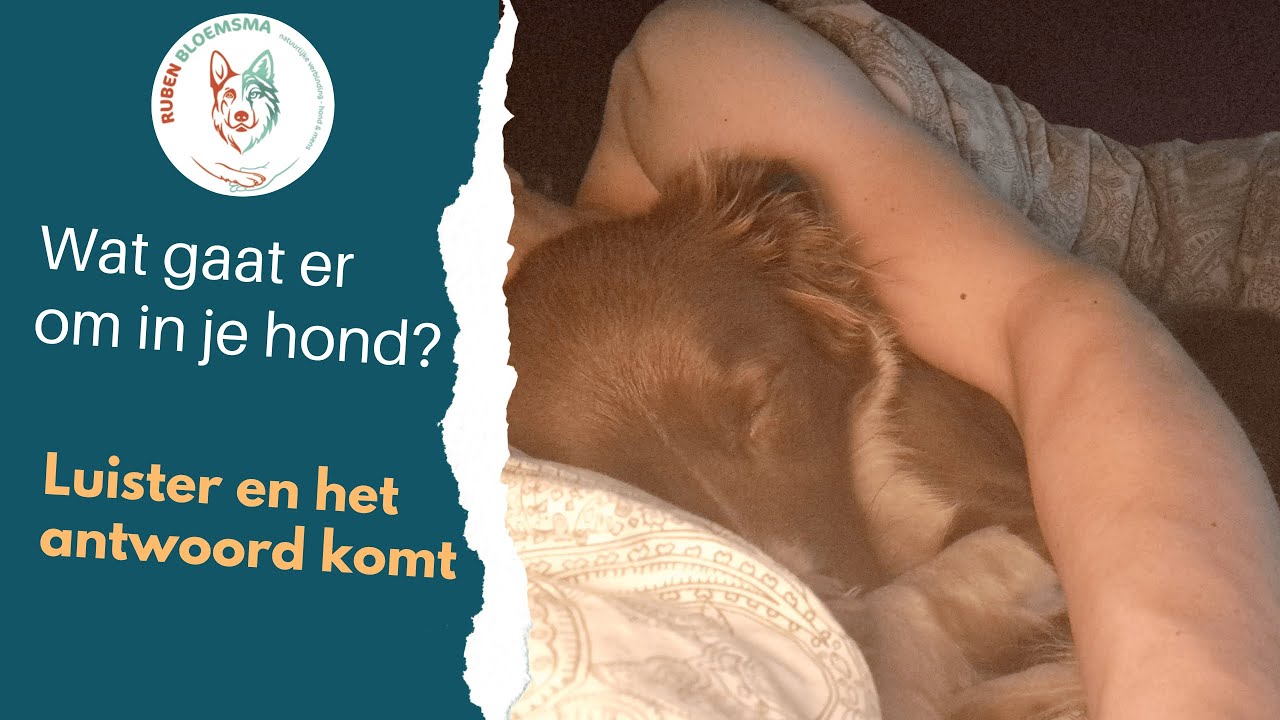 Wil jij echt weten wat er omgaat in jouw hond? Ik kan je veel vertellen. Maar het gaat om jullie