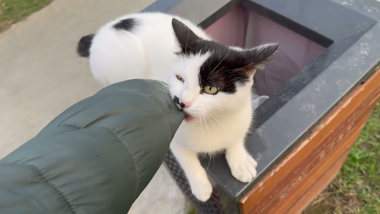 Angry White Cat Literally Attacked Me Today!” 🐱