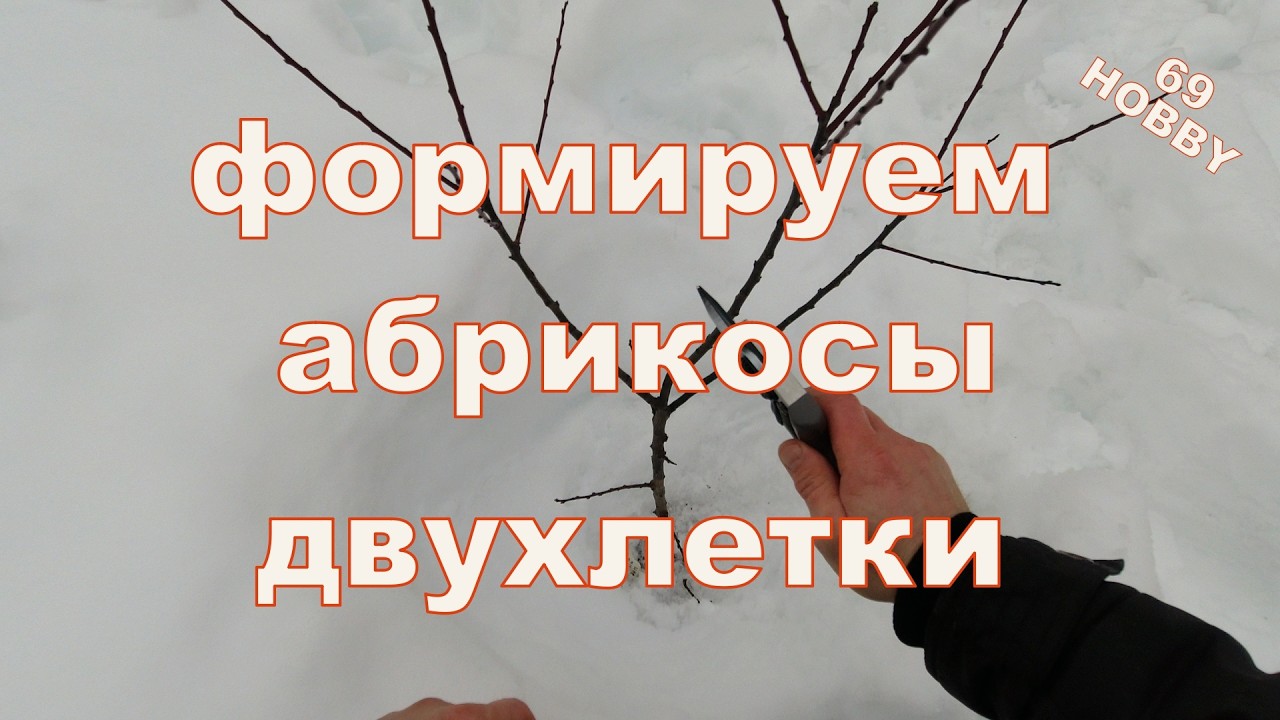 Весенняя обрезка абрикоса! Двухлетки! Три примера