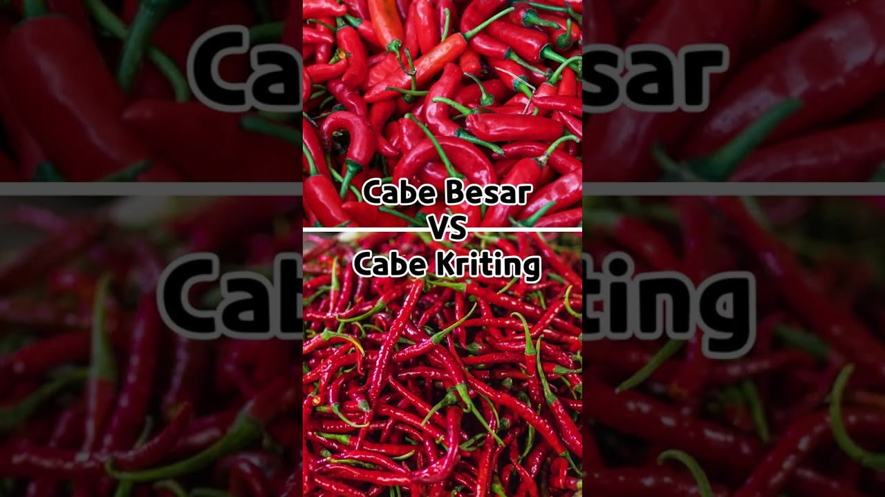 Menurut kalian lebih mudah tanam cabe besar atau cabe keriting?, Coba komen!