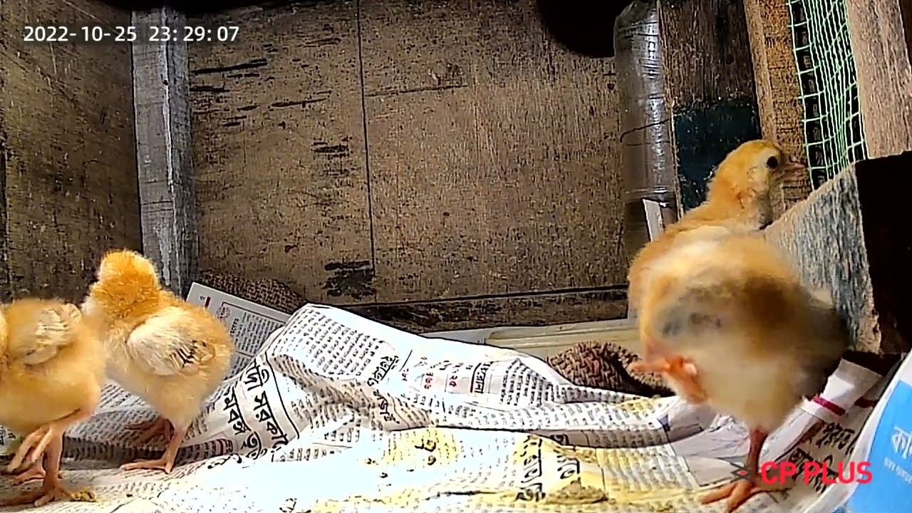 RIR Chicks Brooding