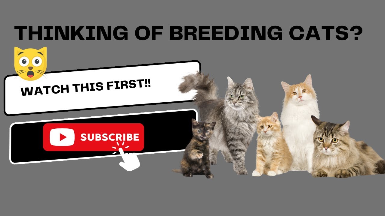 Breeding Cats 101: Top Things You Need to Know Before You Start