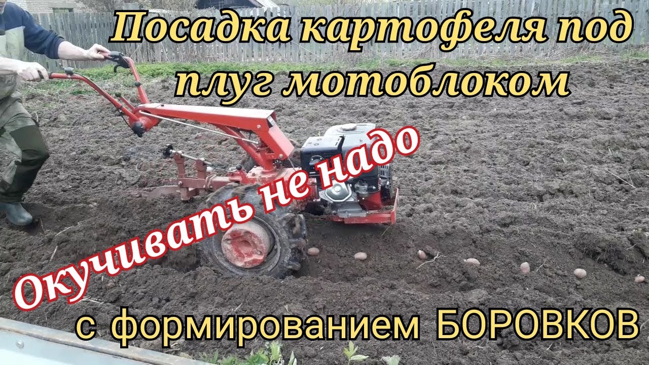 Посадка картофеля В БОРОВКИ под плуг мотоблоком МТЗ 09Н