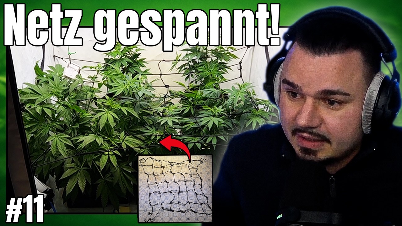 Pflanzen schie&szlig;en hoch & SCROG-Netz eingesetzt | Grow Tagebuch 2 #11