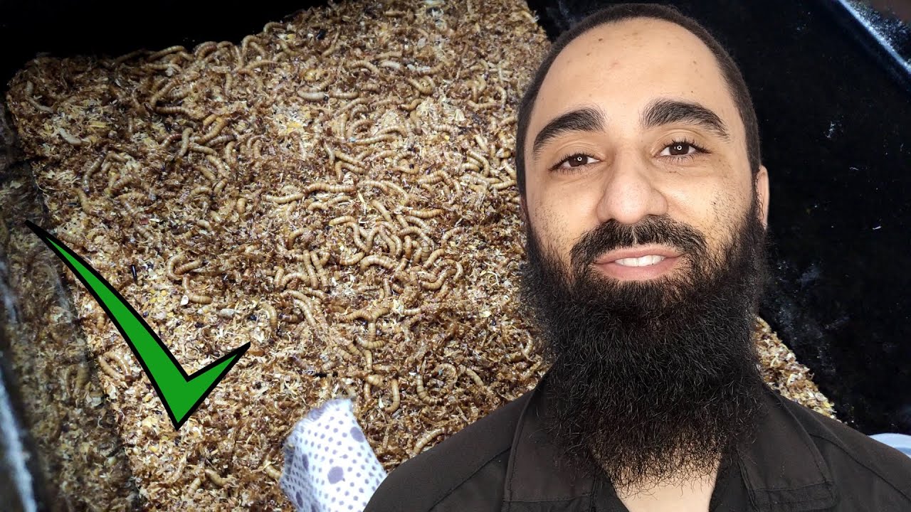 Manejo diário que eu faço com os meus tenébrio comum (Molítor) - Atualização
