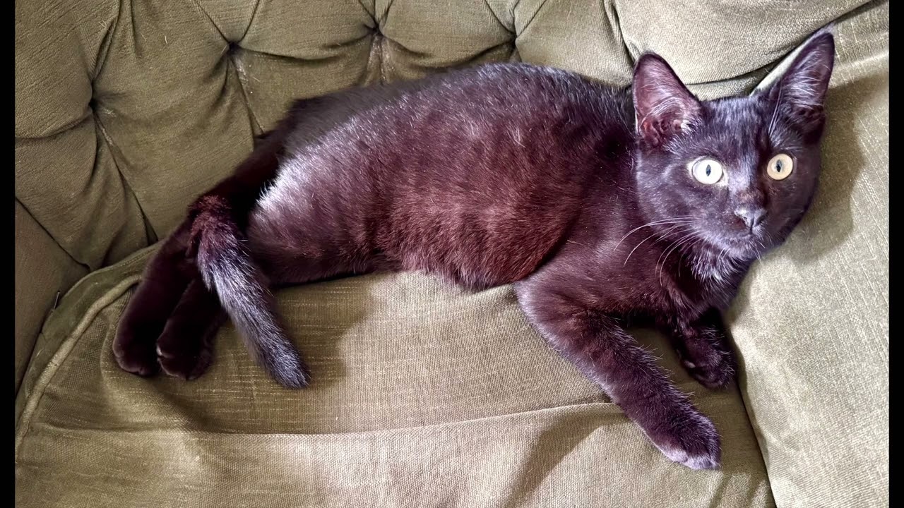 Langston’s Gotcha Day One Year Later 