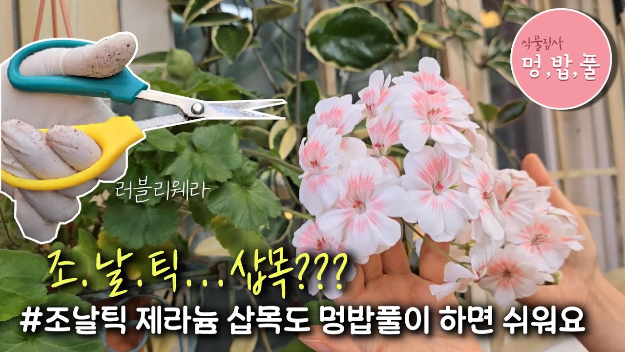 제라늄,조날틱제라늄삽목 #러블리웨라삽목 #멍밥풀조날틱제라늄삽목