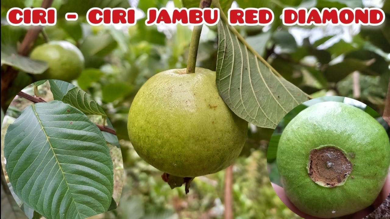 FEATURES OF RED DIAMOND JAM (HONGPAUSE)