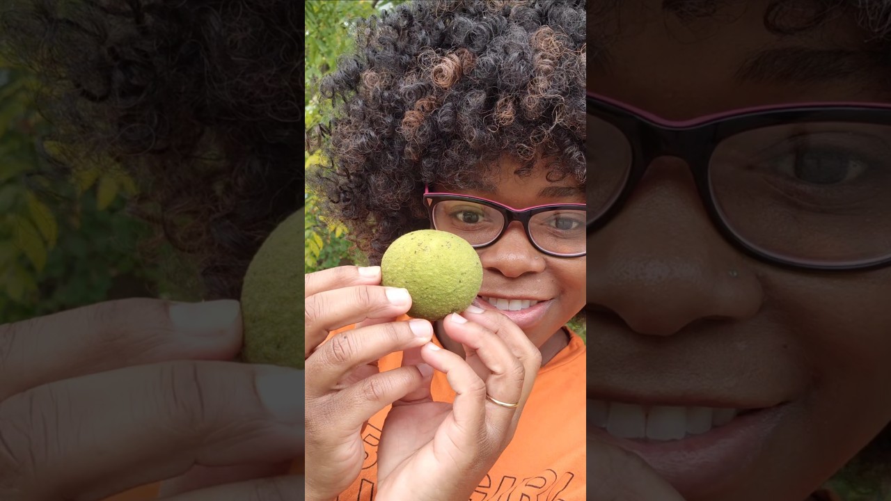 Black Walnut Season | Food, Medicine, Parasite Cleanse & Harvest Guide