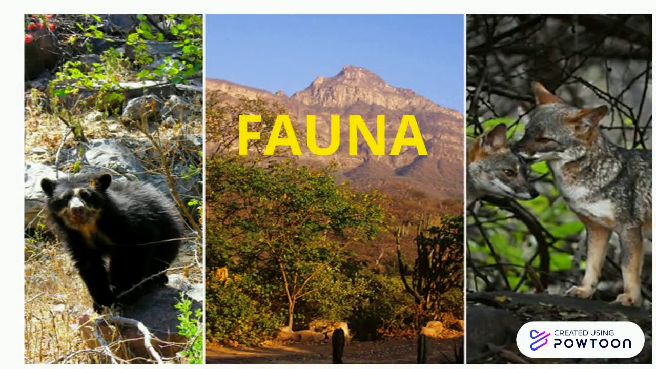 CERRO CHAPARRI-ECOSISTEMA DE LA REGI&Oacute;N LAMBAYEQUE