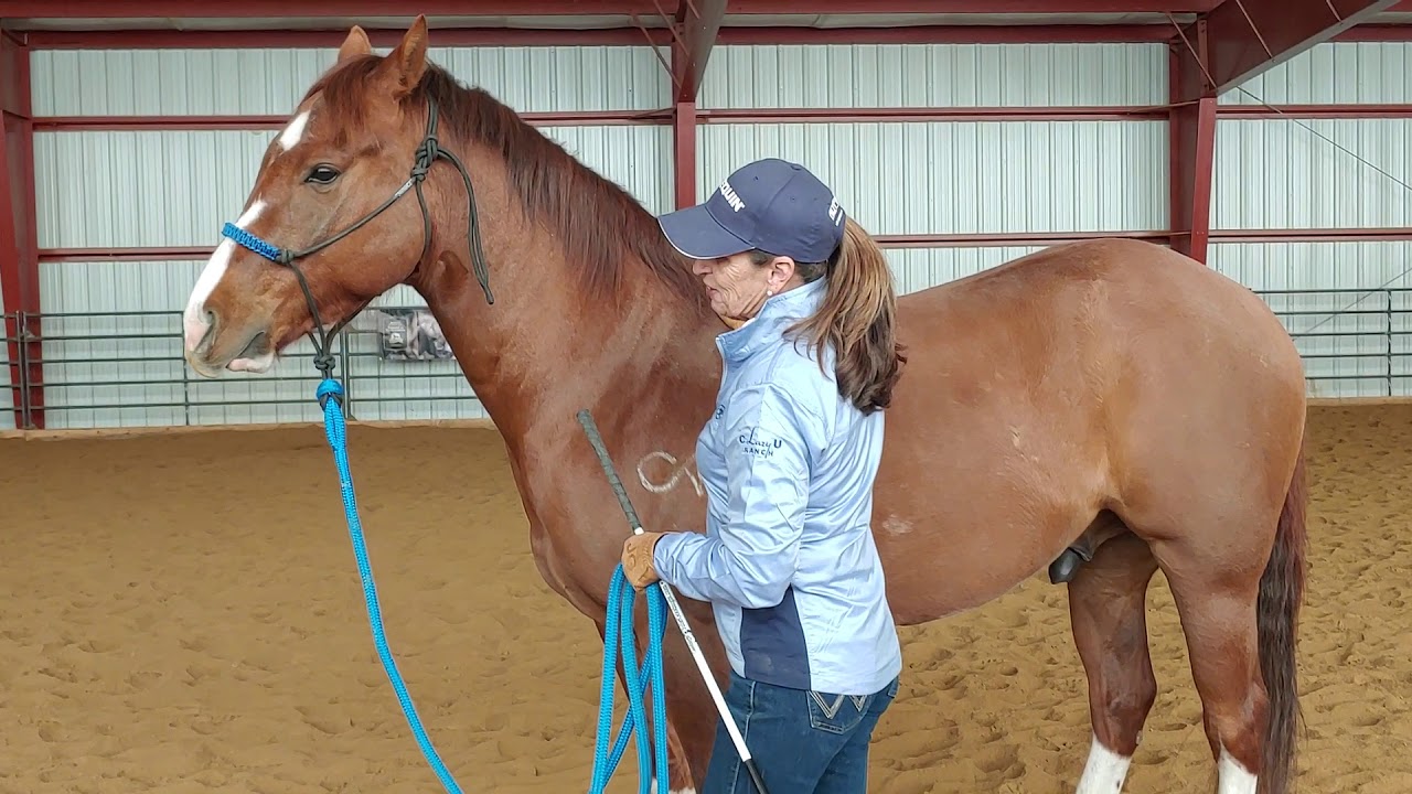 Daily Dose of Horsemanship Homework: Ground Manners #9 Trotting in Hand