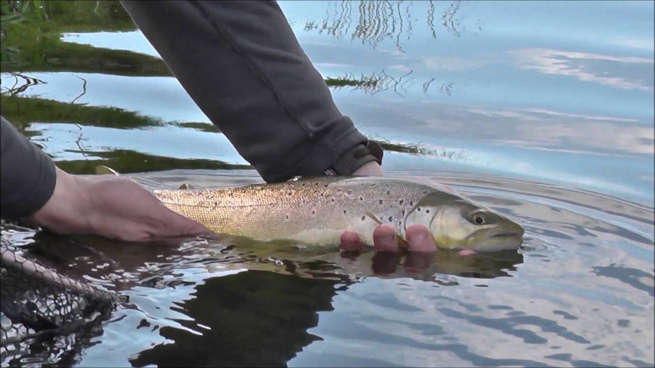 applegarth video