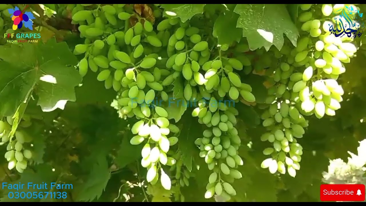 Sultania C Grapes 🌟 | Faqir Fruit Farm | Best Grape Varieties in Pakistan, India, Bangladesh.