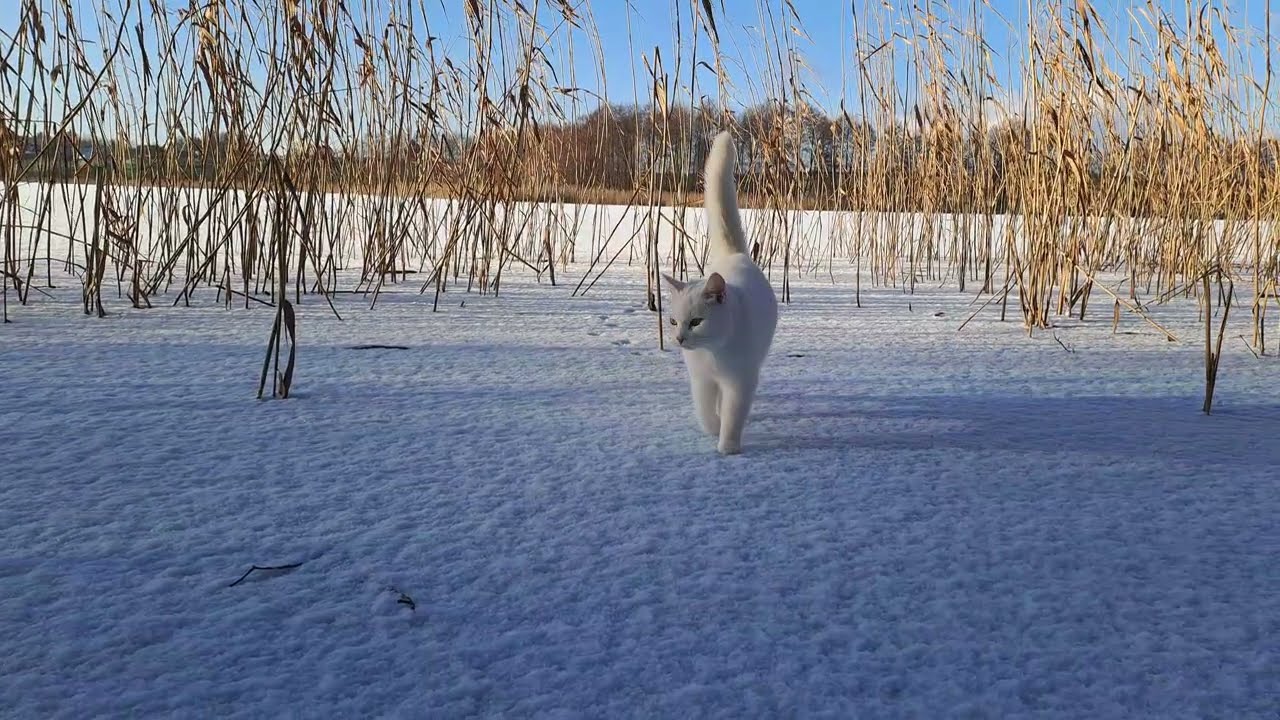 glory to the snow!