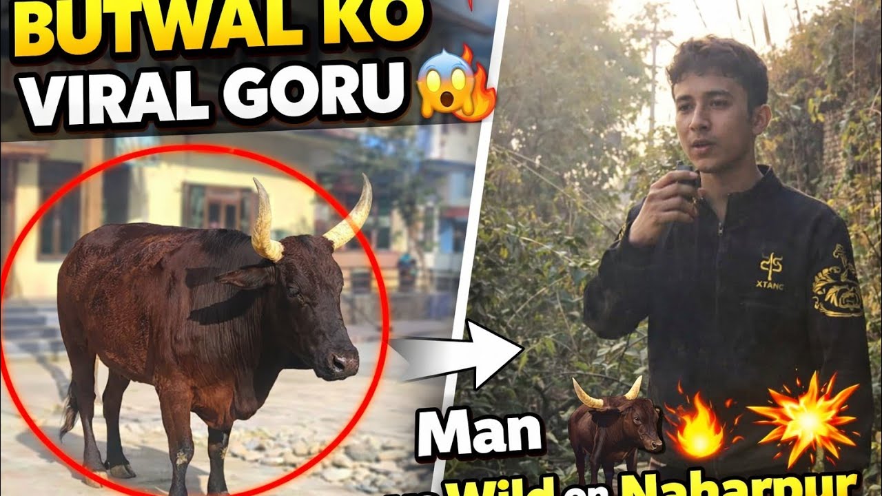 Butwal Ko Viral Goru 🐃 | Dangerous Walk | Naharpur Adventure  