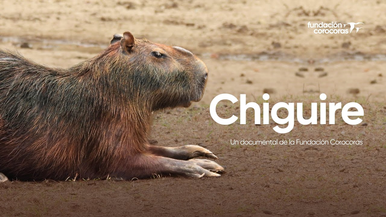 Documental | Chigüire