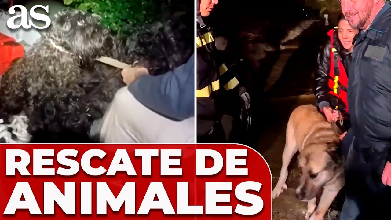 La GUARDIA CIVIL RESCATA ANIMALES en las ZONAS INUNDADAS de ANDALUCÍA: imágenes HERÓICAS