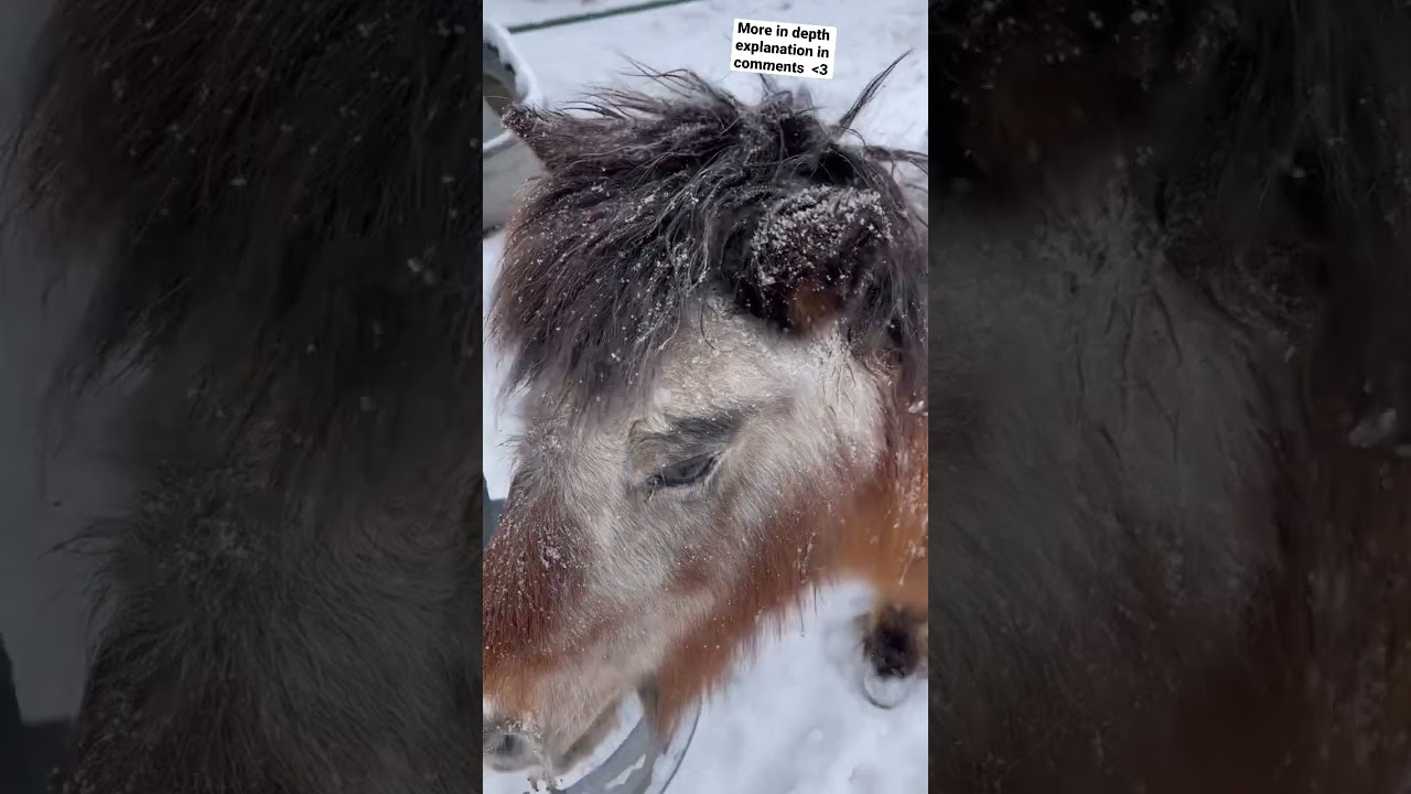 Why we don&rsquo;t blanket most of our horses in winter #horse #horselife #animals #trending #horsemanship