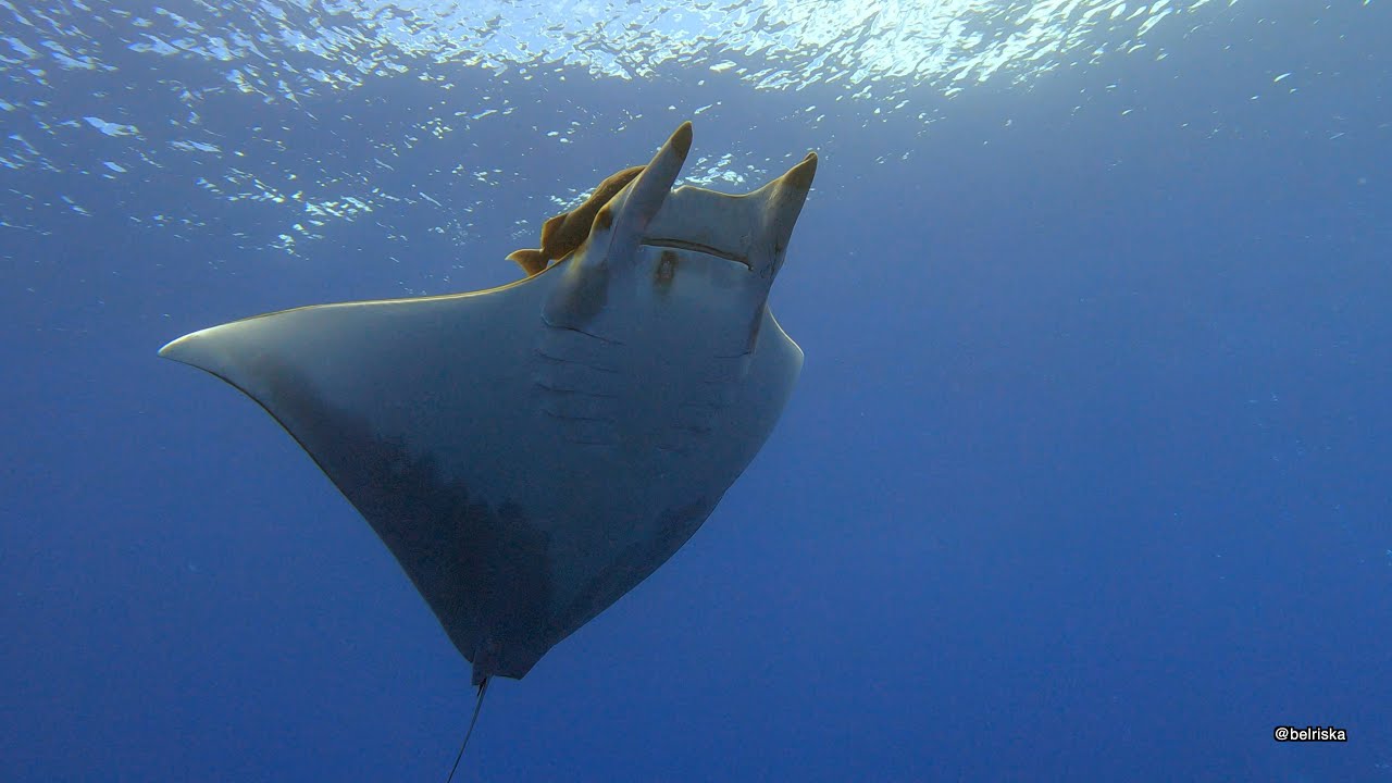 Buceo en Azores  - Diving in Azores