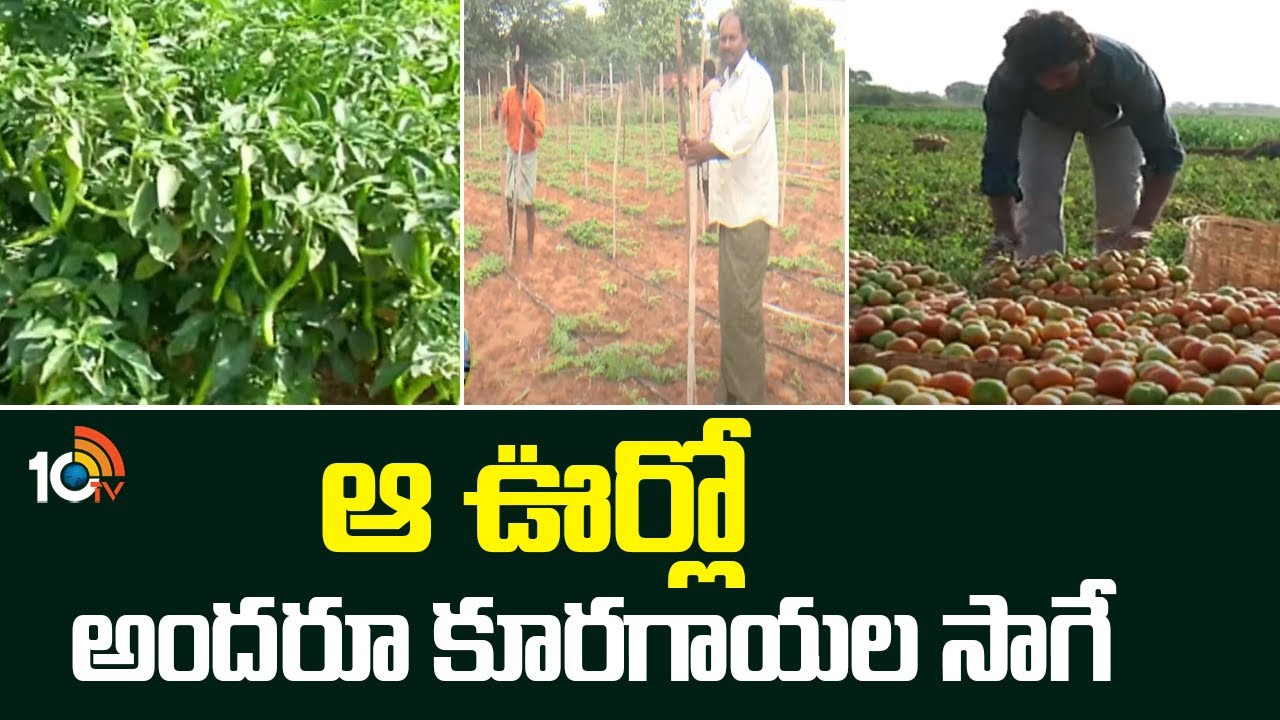 ఆ ఊర్లో అందురూ కూరగాయల సాగే | This Entire Village Grows Only Vegetables – A Farming Miracle!