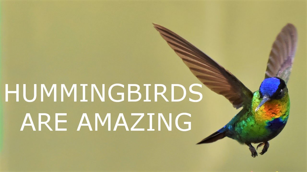 Incredible Hummingbird Metabolism Facts!