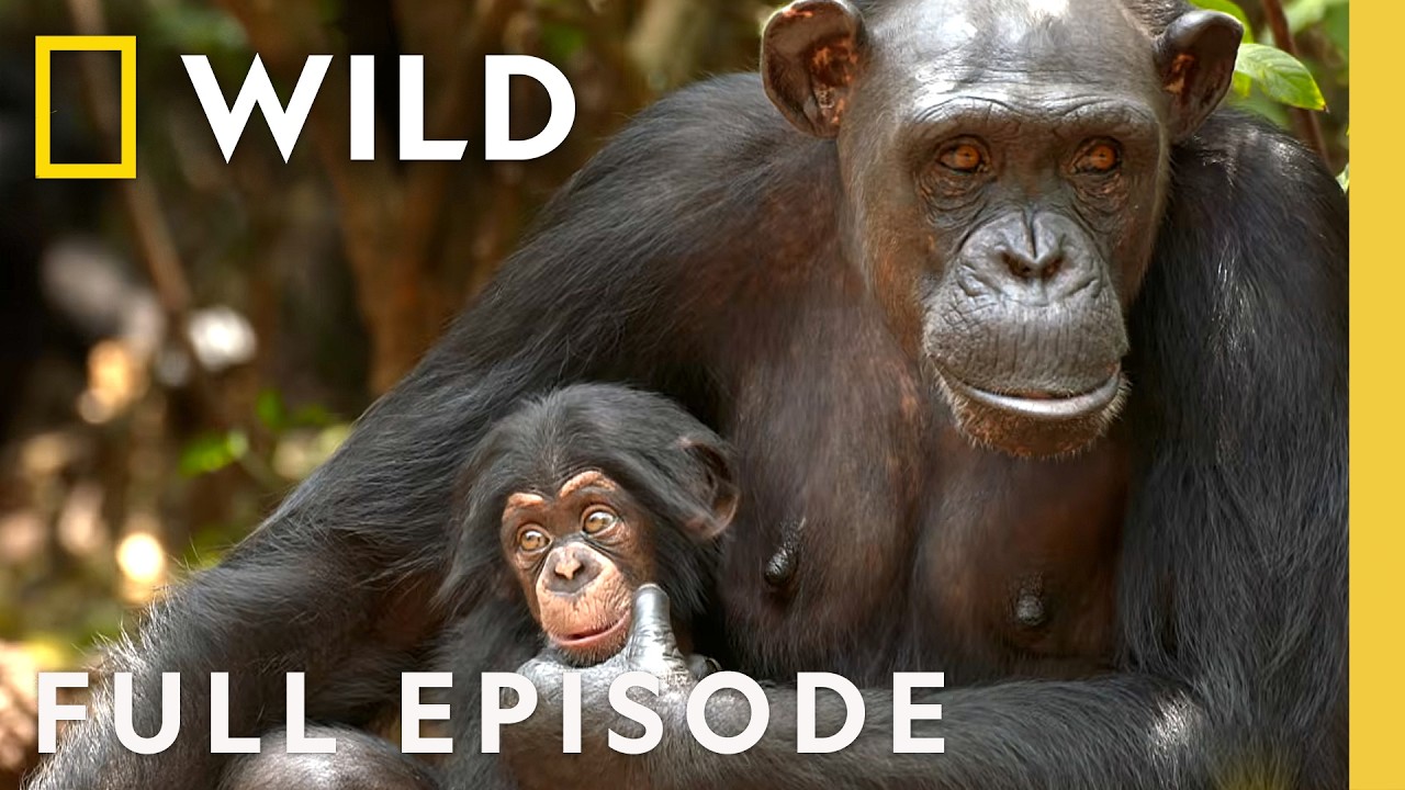 Saving Baby Chimps (Full Episode) | DOCUMENTARY SPECIAL | Nat Geo Animals