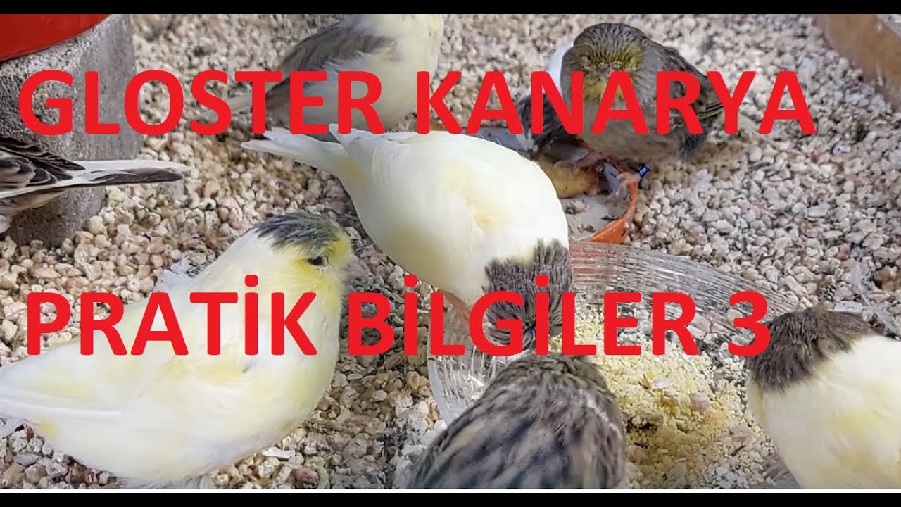 Kanarya Bakımı Pratik Bilgiler 3(Gloster Kanarya Eşleştirme,Beyaz Eşleştirme Nasıl Yapılır)
