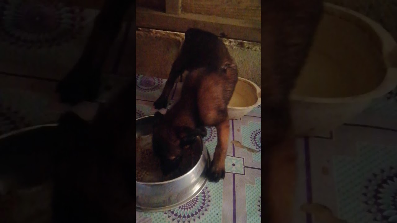 Migzdogz