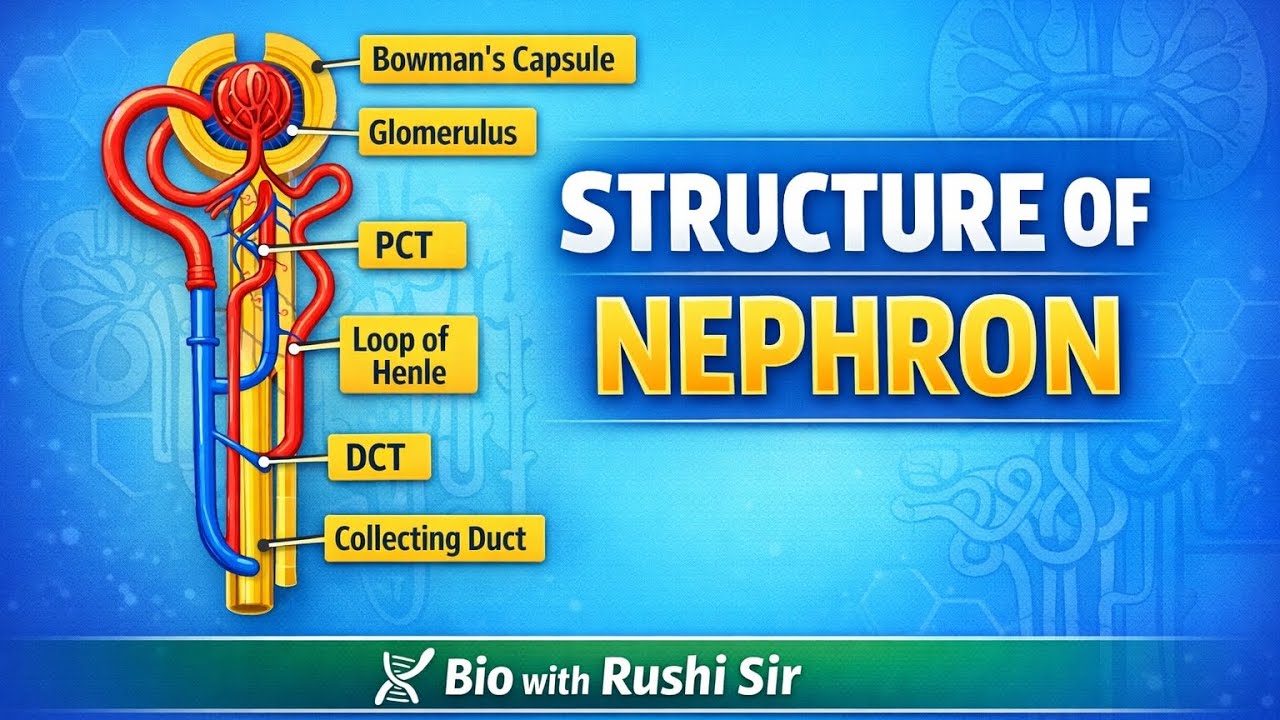 Structure of Nephron | Bowman's Capsule | Glomerulus | Malphigian body | PCT | DCT | collecting duct