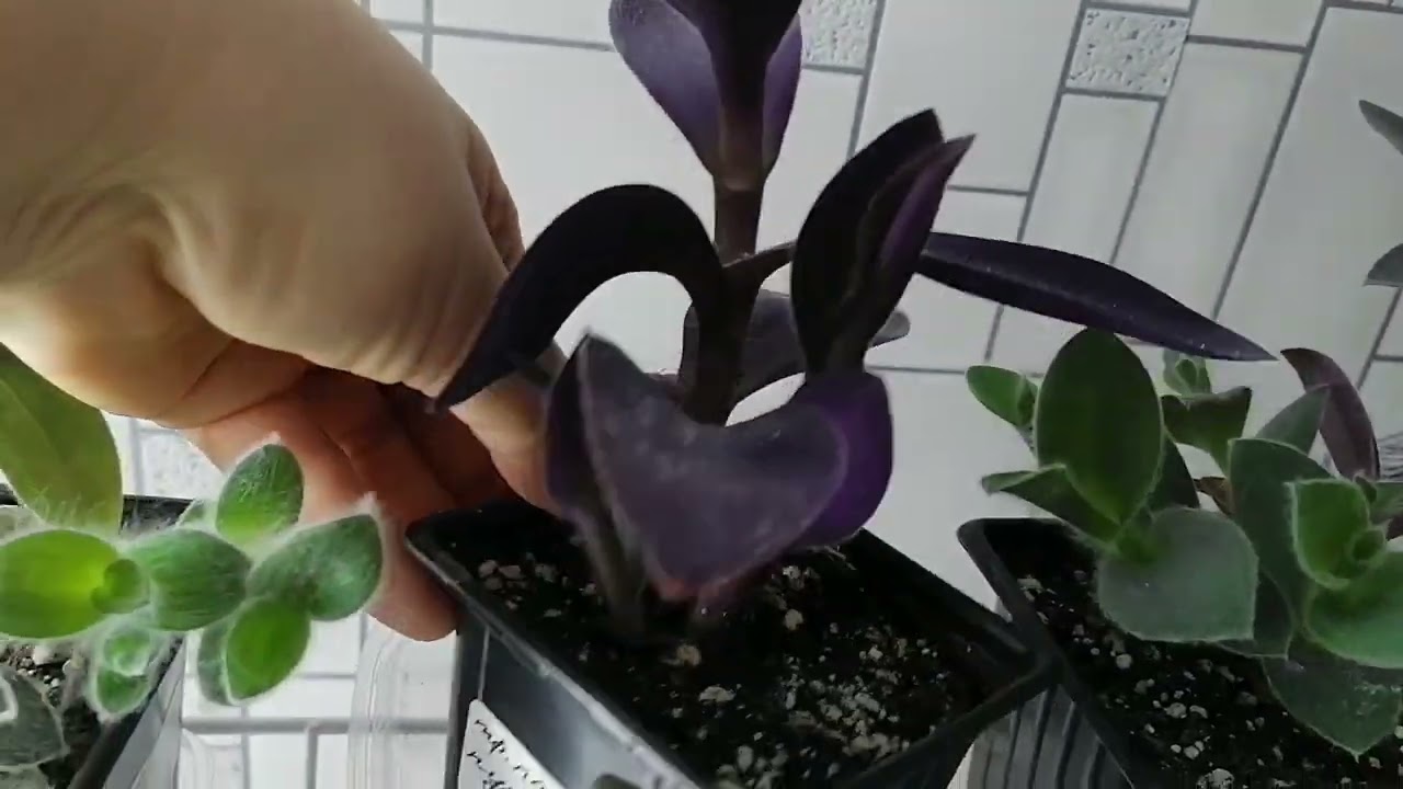 Моя коллекция традесканций на 15 декабря 2023 г.