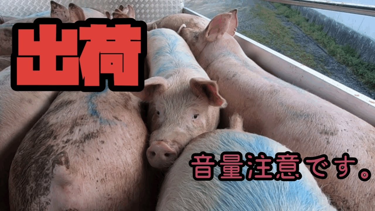 【養豚#60】久しぶりの出荷